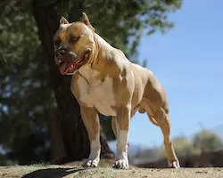 American Pit Bull Terrier